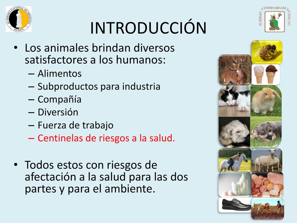 INTRODUCCIÓN Los animales brindan diversos satisfactores a los humanos: Alimentos. Subproductos para industria.