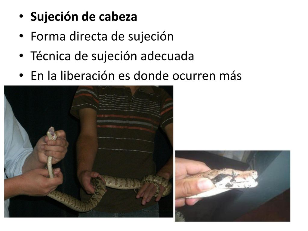 Sujeción de cabeza Forma directa de sujeción. Técnica de sujeción adecuada.