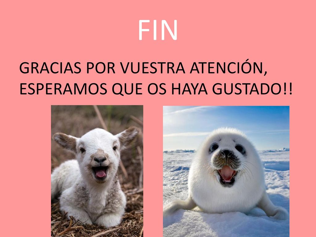 FIN GRACIAS POR VUESTRA ATENCIÓN, ESPERAMOS QUE OS HAYA GUSTADO!!