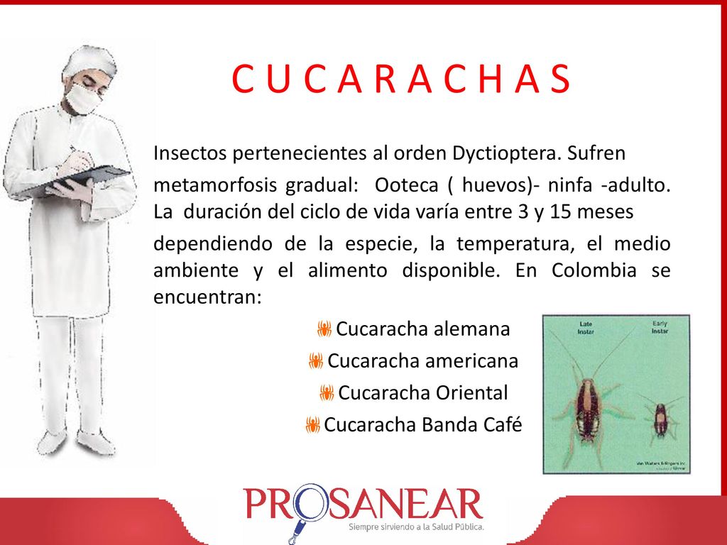 C U C A R A C H A S Insectos pertenecientes al orden Dyctioptera. Sufren.