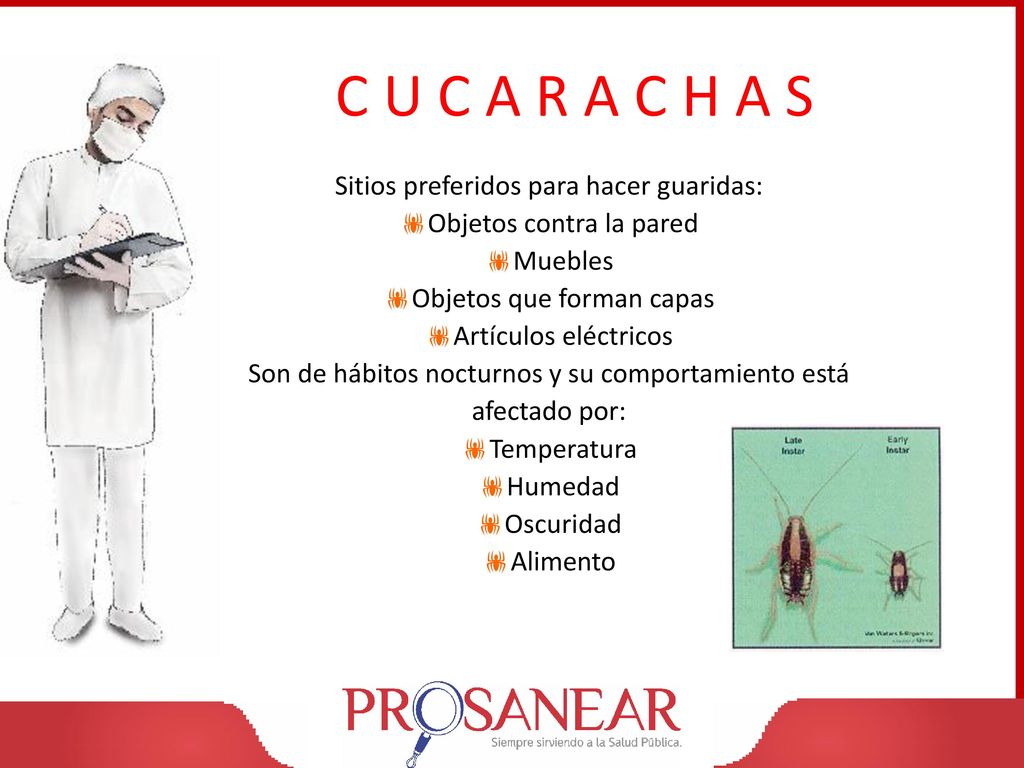 C U C A R A C H A S Sitios preferidos para hacer guaridas: