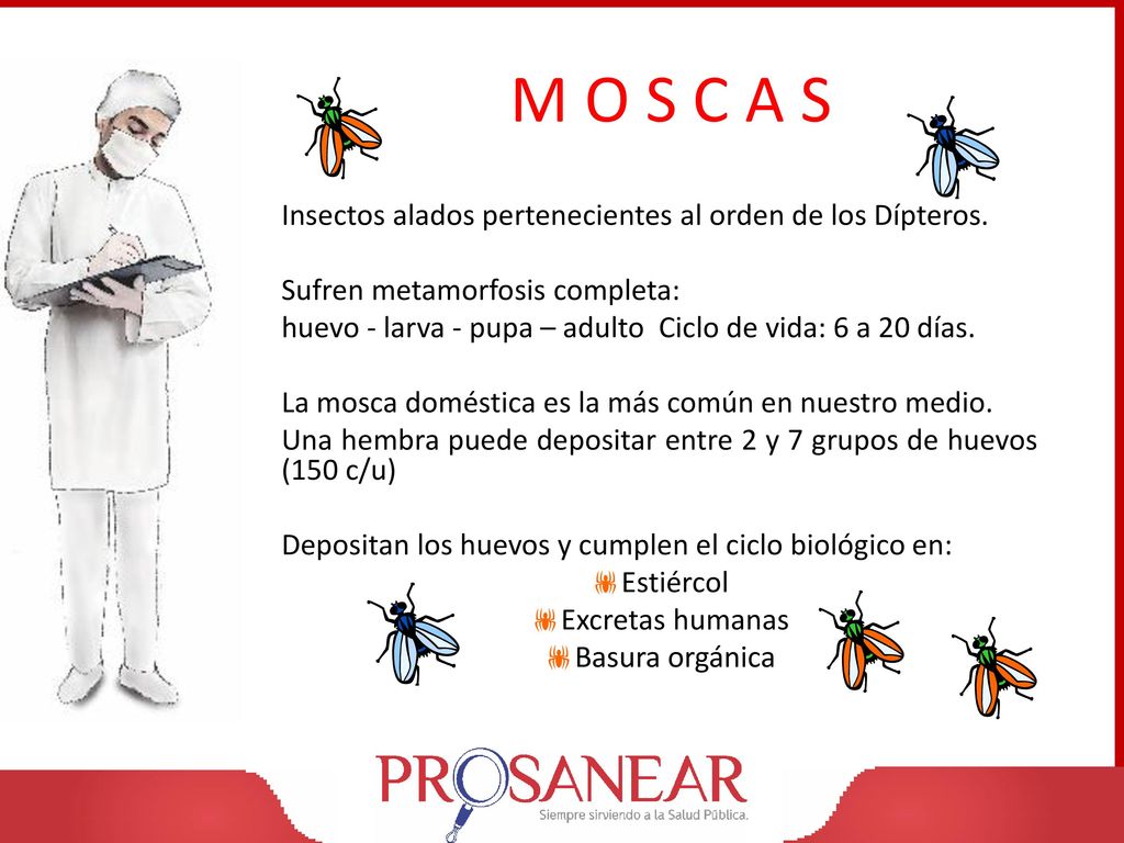 M O S C A S Insectos alados pertenecientes al orden de los Dípteros.