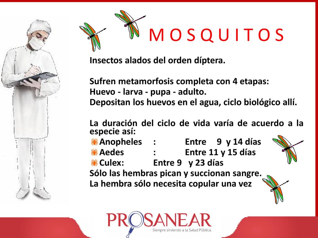M O S Q U I T O S Insectos alados del orden díptera.
