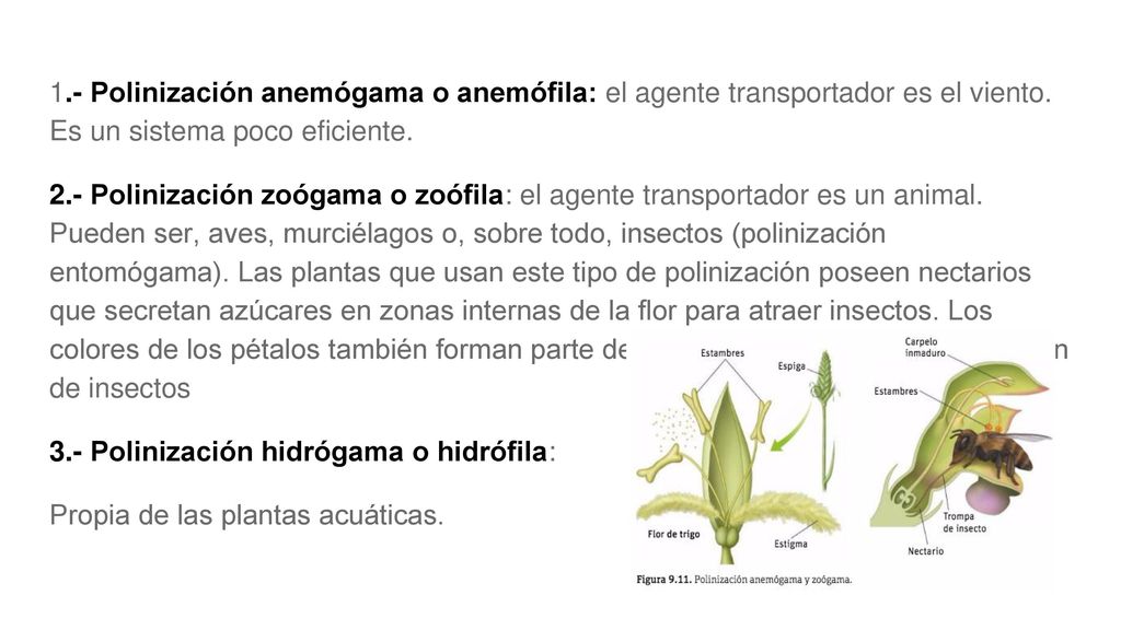1.- Polinización anemógama o anemófila: el agente transportador es el viento. Es un sistema poco eficiente.