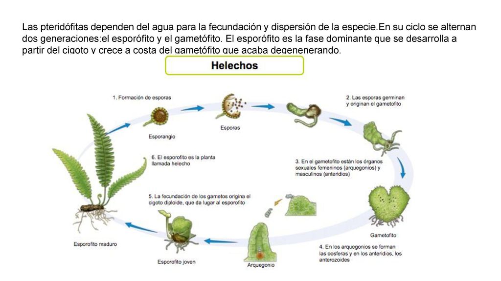 Las pteridófitas dependen del agua para la fecundación y dispersión de la especie.En su ciclo se alternan dos generaciones:el esporófito y el gametófito.