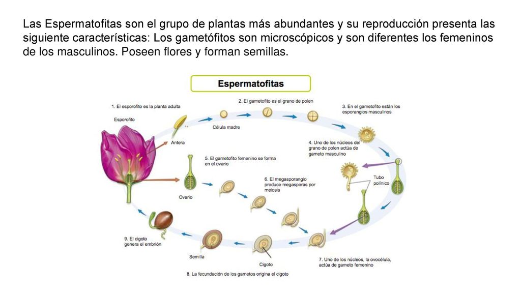 Las Espermatofitas son el grupo de plantas más abundantes y su reproducción presenta las siguiente características: Los gametófitos son microscópicos y son diferentes los femeninos de los masculinos.