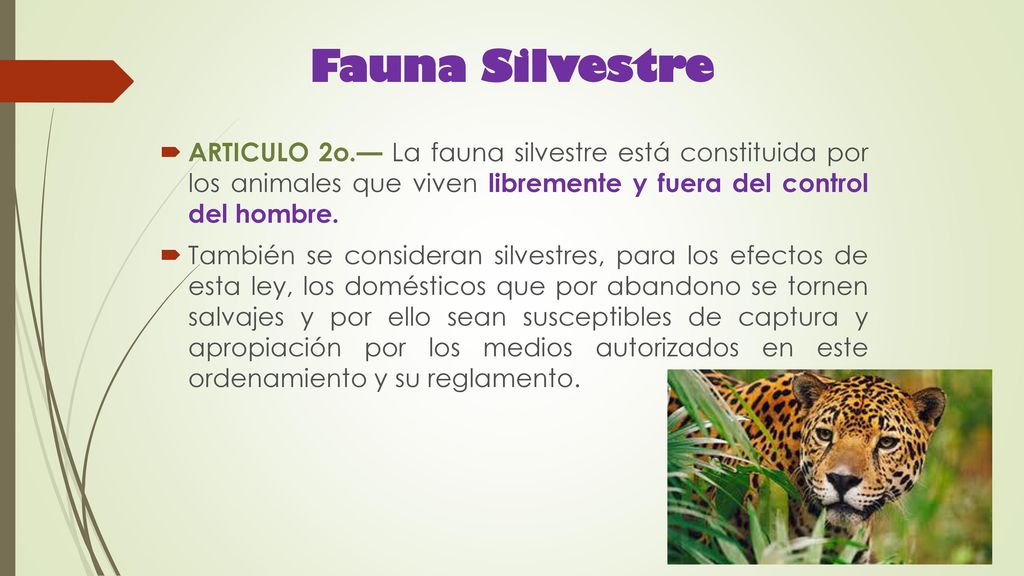 Fauna Silvestre ARTICULO 2o.— La fauna silvestre está constituida por los animales que viven libremente y fuera del control del hombre.