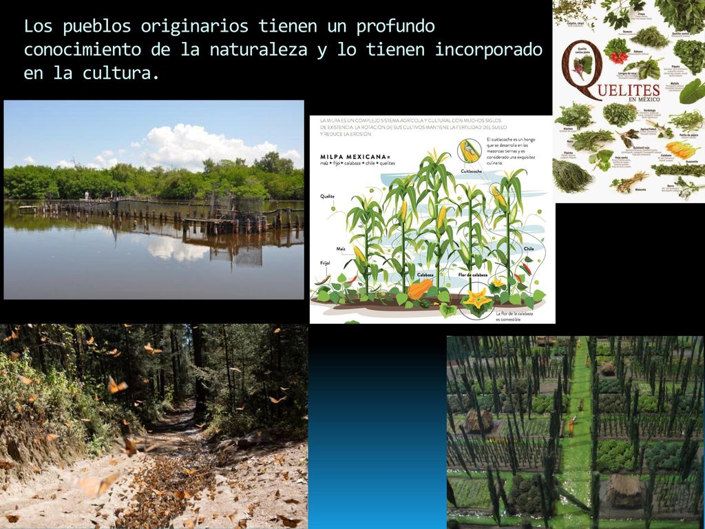 Los pueblos originarios tienen un profundo conocimiento de la naturaleza y lo tienen incorporado en la cultura.