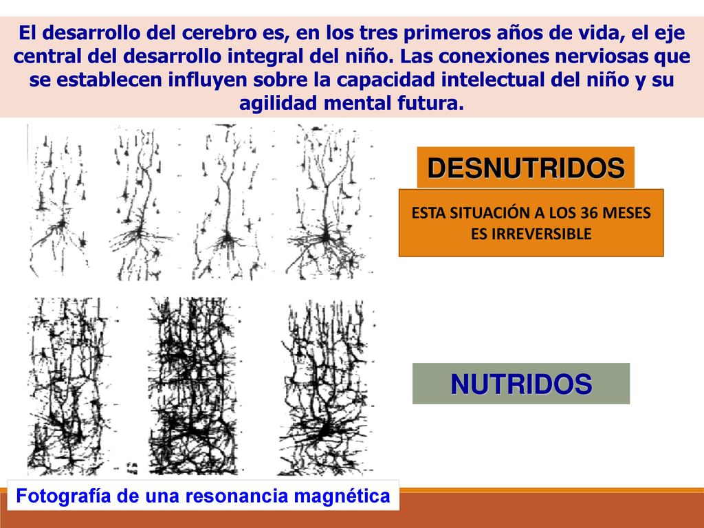 El desarrollo del cerebro es, en los tres primeros años de vida, el eje central del desarrollo integral del niño. Las conexiones nerviosas que se establecen influyen sobre la capacidad intelectual del niño y su agilidad mental futura.