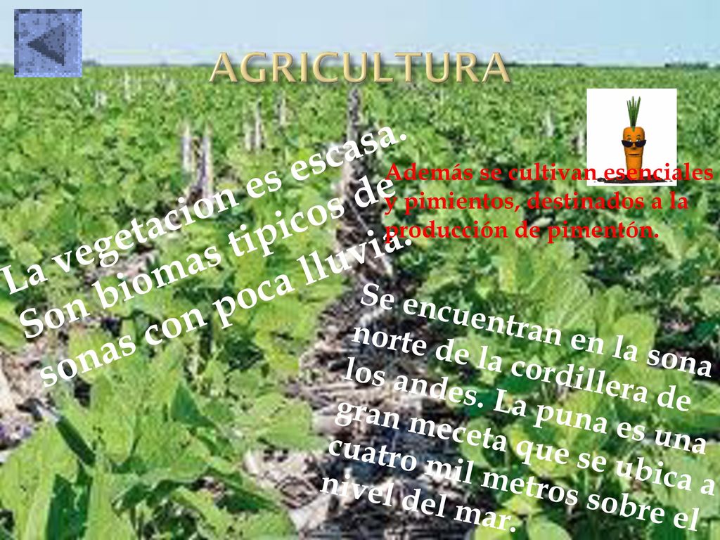 AGRICULTURA Además se cultivan esenciales y pimientos, destinados a la producción de pimentón.