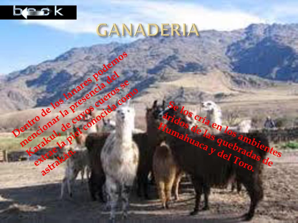 GANADERIA Dentro de los lanares podemos mencionar la presencia del Karakul, de cuyos cueros se extrae la piel conocida como astrakán.