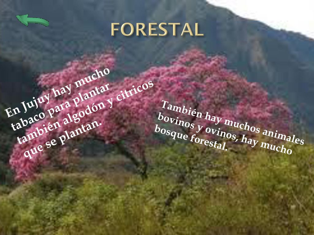 FORESTAL En Jujuy hay mucho tabaco para plantar también algodón y citricos que se plantan.