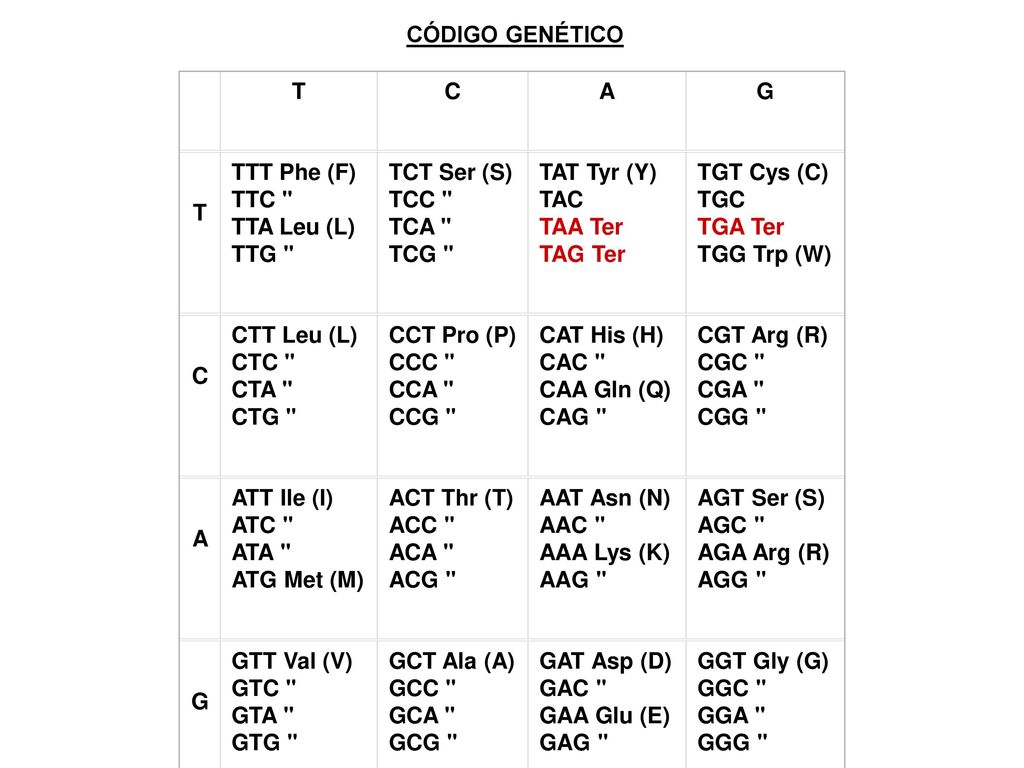Núcleo EXPRESION DE UN GEN RNA mensajero o mRNA Citoplasma