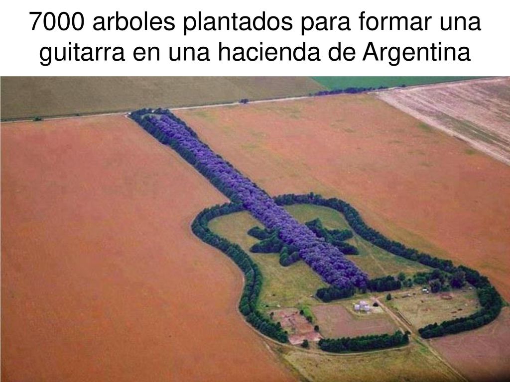 7000 arboles plantados para formar una guitarra en una hacienda de Argentina
