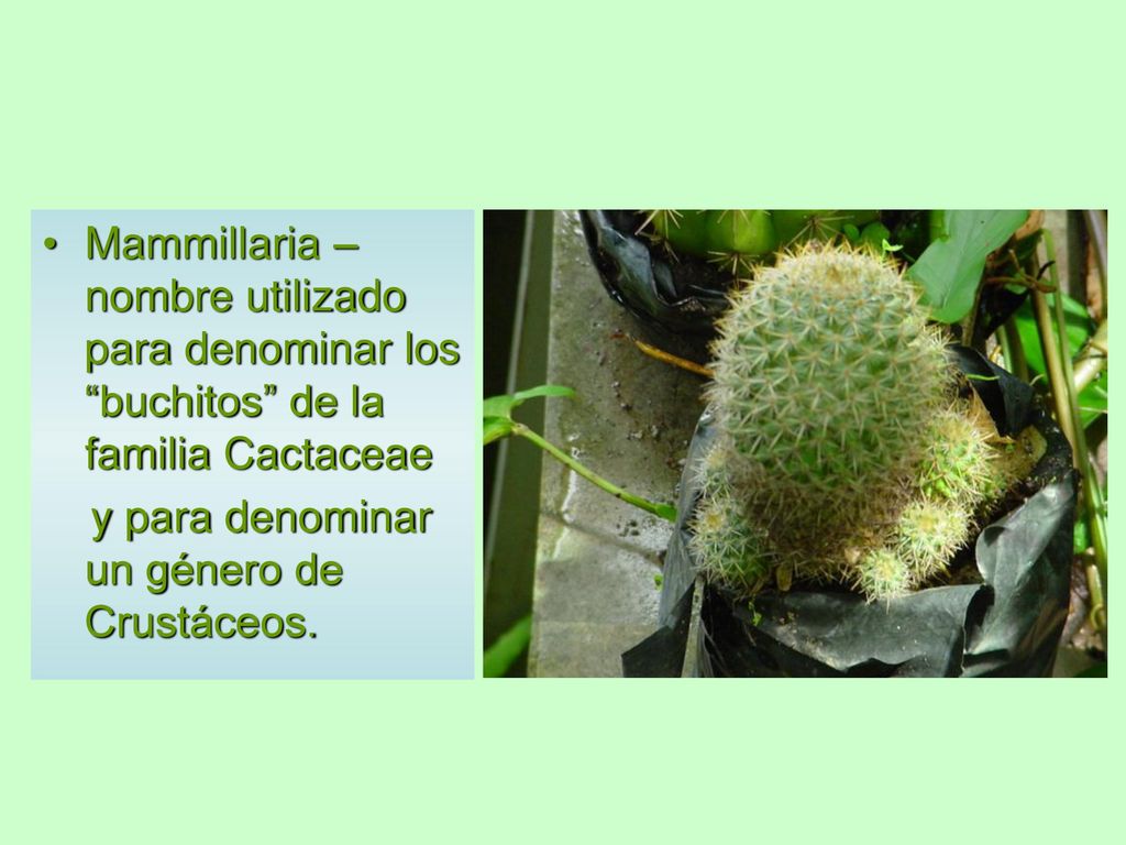 Mammillaria – nombre utilizado para denominar los buchitos de la familia Cactaceae