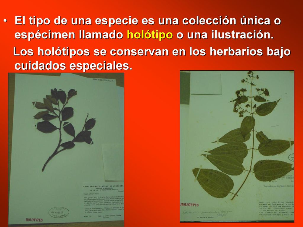 El tipo de una especie es una colección única o espécimen llamado holótipo o una ilustración.
