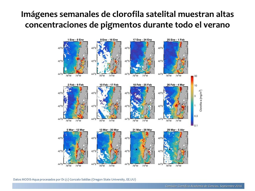 Imágenes semanales de clorofila satelital muestran altas concentraciones de pigmentos durante todo el verano