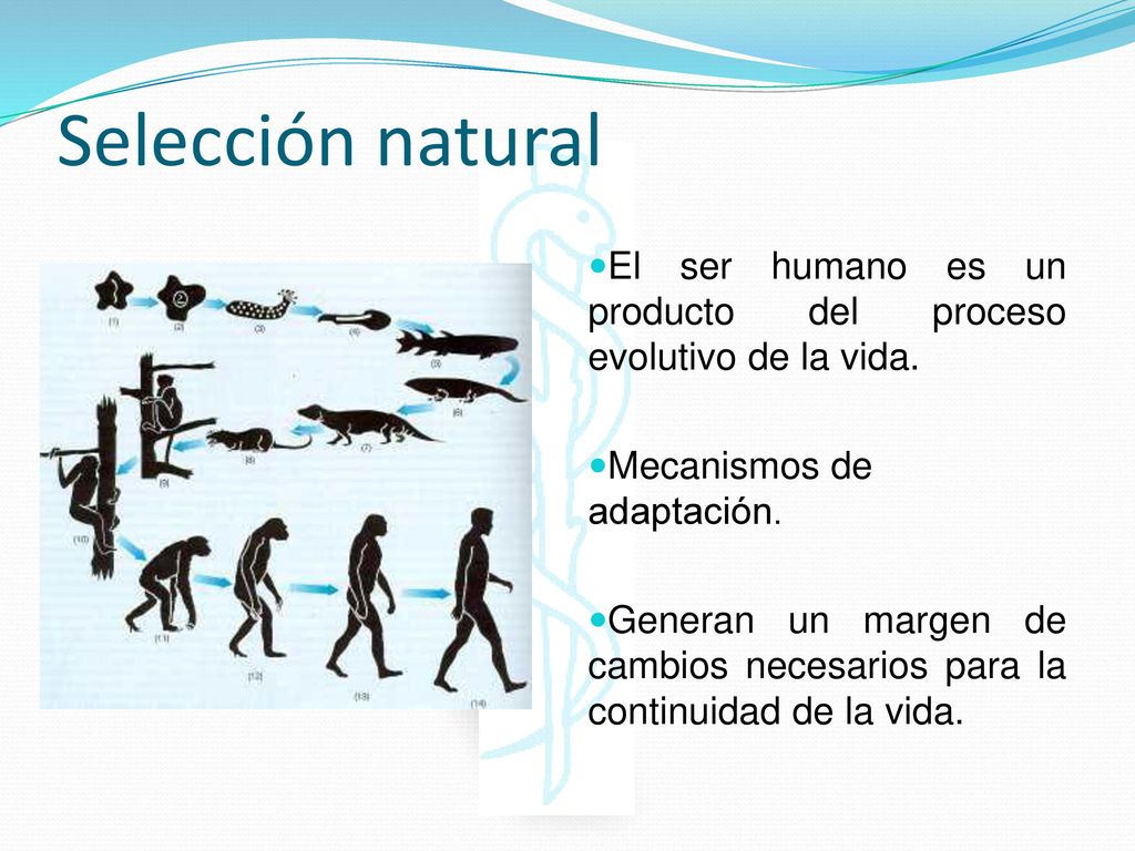 Selección natural El ser humano es un producto del proceso evolutivo de la vida. Mecanismos de adaptación.