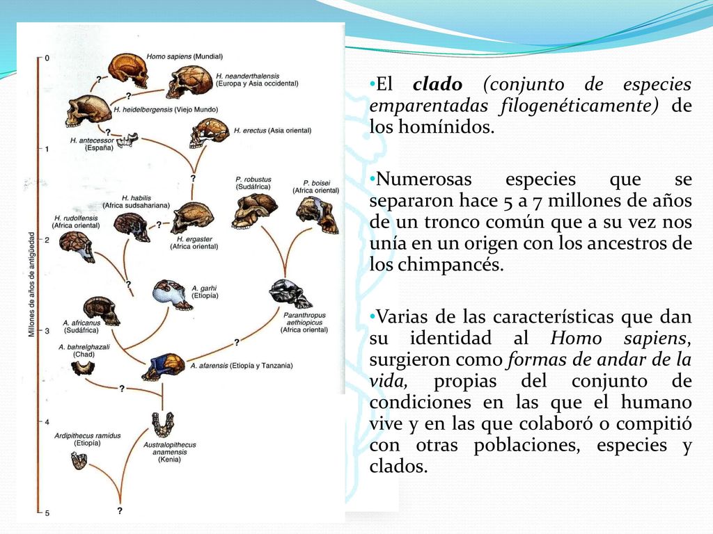 El clado (conjunto de especies emparentadas filogenéticamente) de los homínidos.
