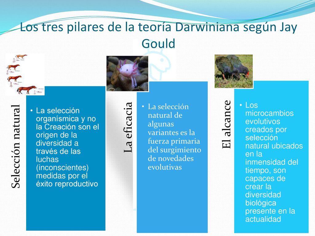 Los tres pilares de la teoría Darwiniana según Jay Gould