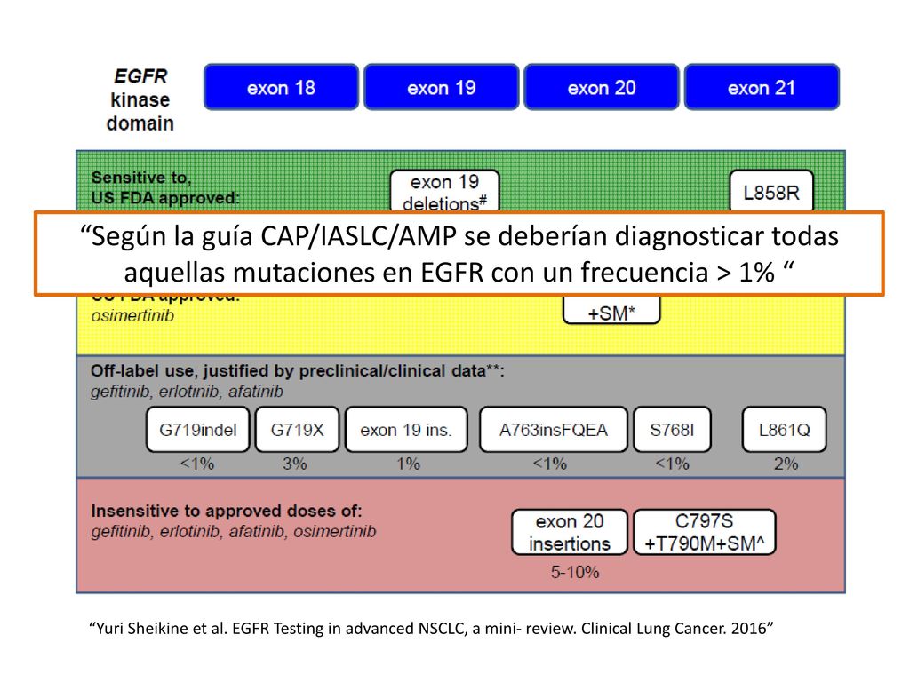 Según la guía CAP/IASLC/AMP se deberían diagnosticar todas aquellas mutaciones en EGFR con un frecuencia > 1%