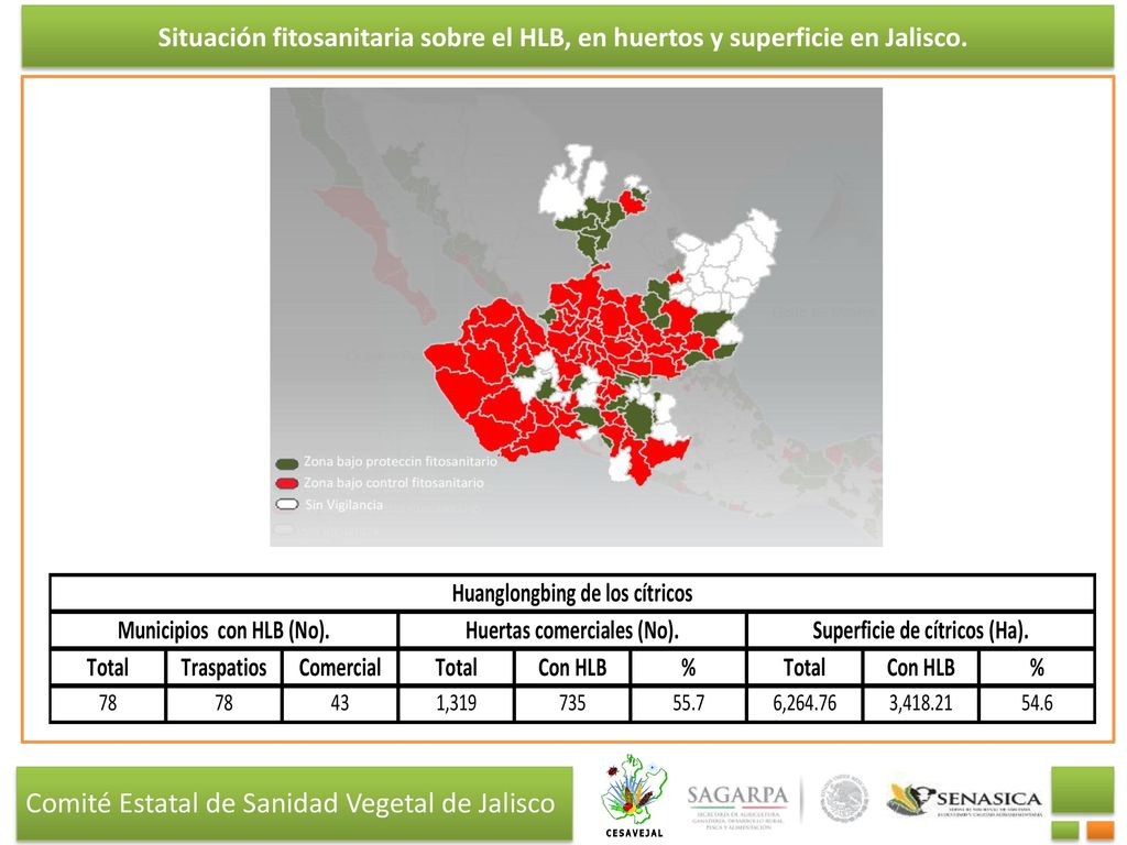 Situación fitosanitaria sobre el HLB, en huertos y superficie en Jalisco.
