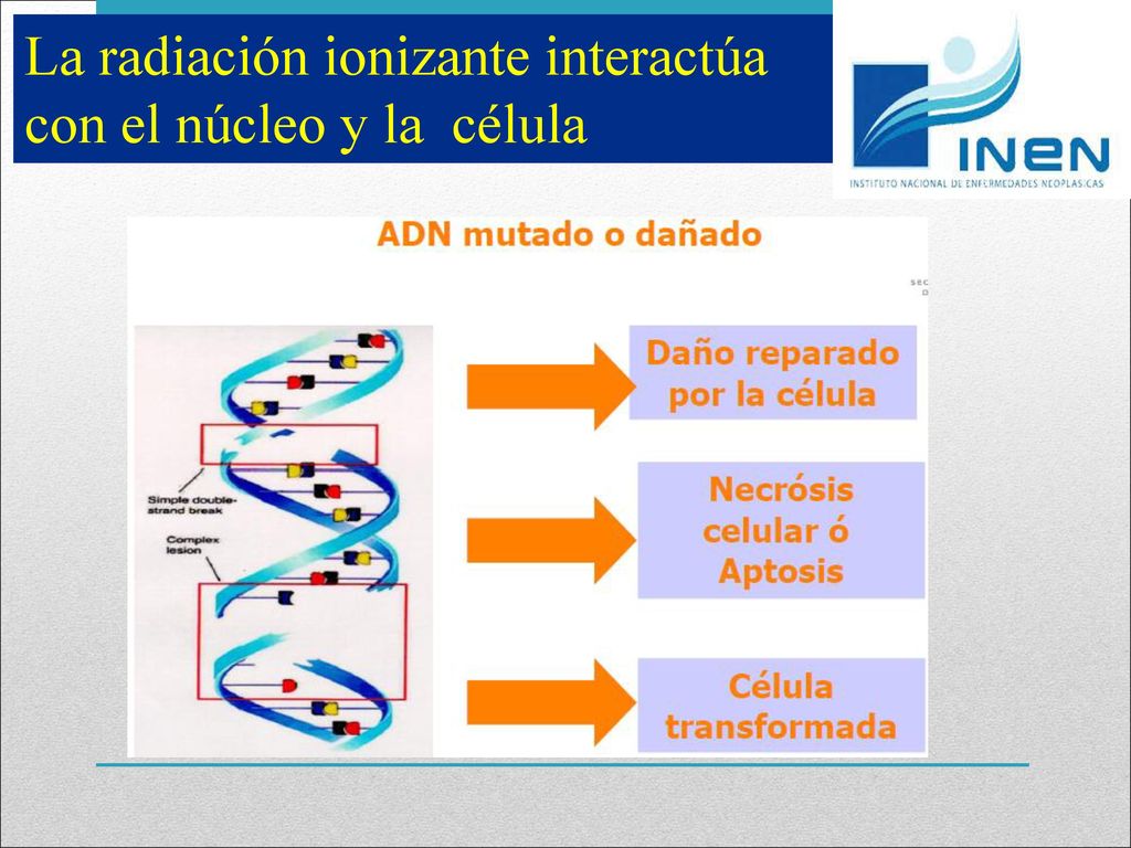 La radiación ionizante interactúa con el núcleo y la célula