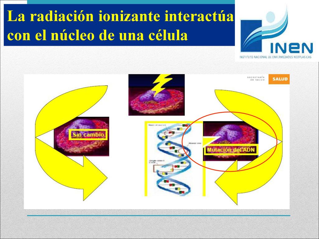 La radiación ionizante interactúa con el núcleo de una célula