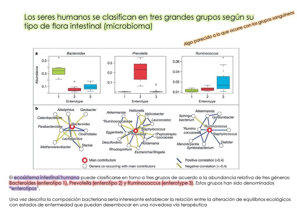 Los seres humanos se clasifican en tres grandes grupos según su