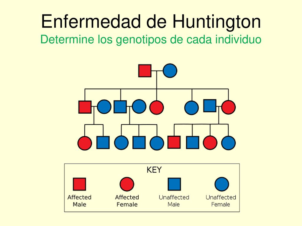 Resultado de imagen de enfermedad de huntington cuadro punnett