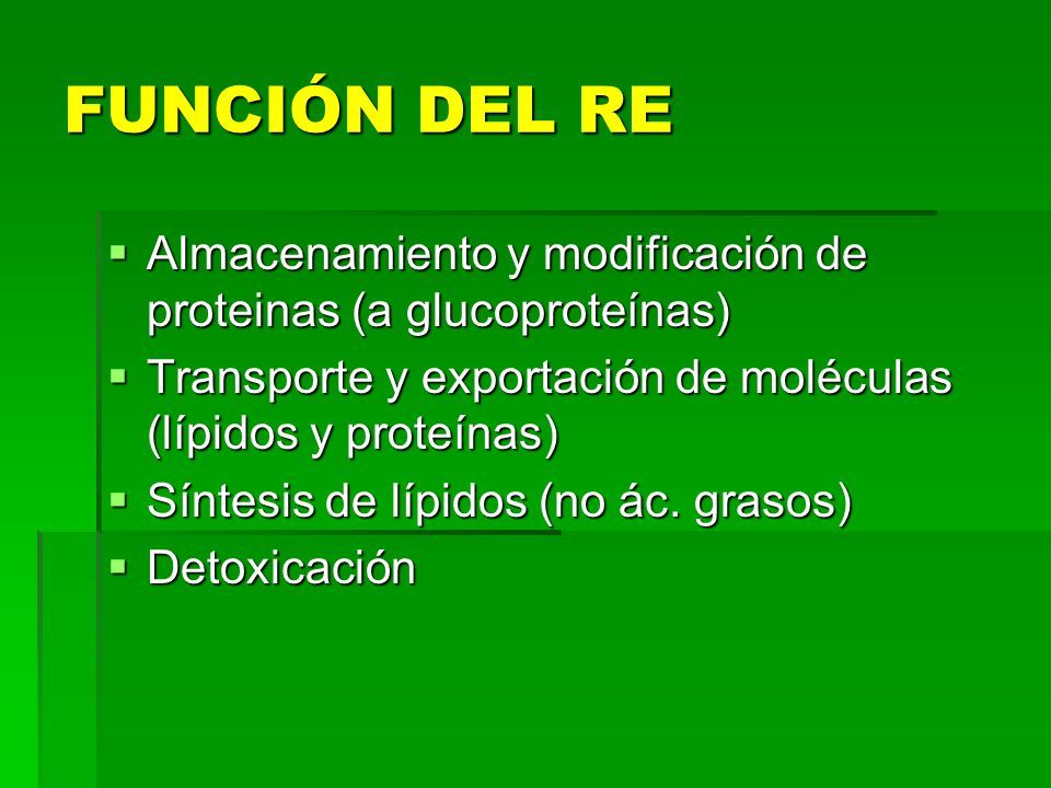 FUNCIÓN DEL RE Almacenamiento y modificación de proteinas (a glucoproteínas) Transporte y exportación de moléculas (lípidos y proteínas)