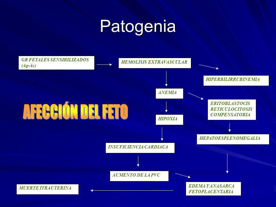 Patogenia AFECCIÓN DEL FETO GR FETALES SENSIBILIZADOS (Ag-Ac)