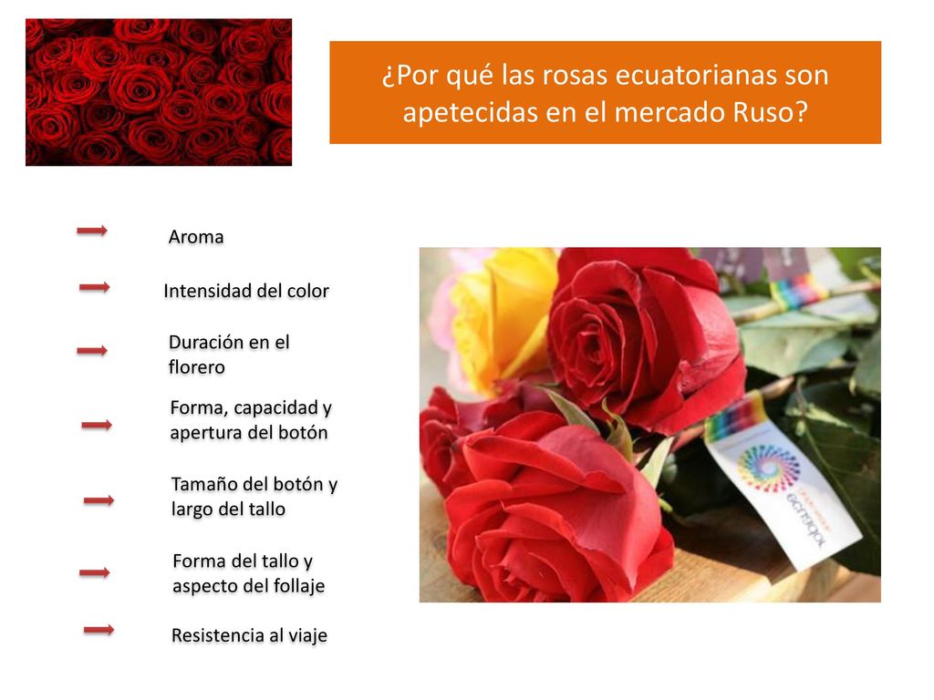 ¿Por qué las rosas ecuatorianas son apetecidas en el mercado Ruso