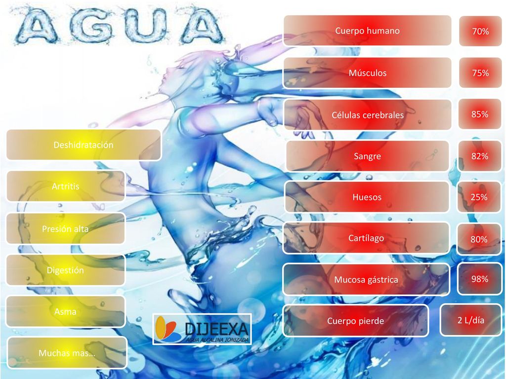 Cuerpo humano Músculos. Células cerebrales. Sangre. Huesos. Cuerpo pierde. Cartílago. Mucosa gástrica.