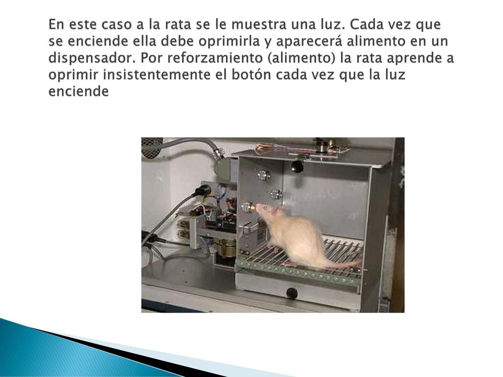 En este caso a la rata se le muestra una luz