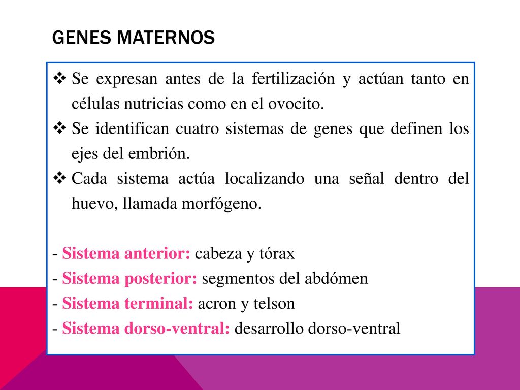 GENES MATERNOS Se expresan antes de la fertilización y actúan tanto en células nutricias como en el ovocito.