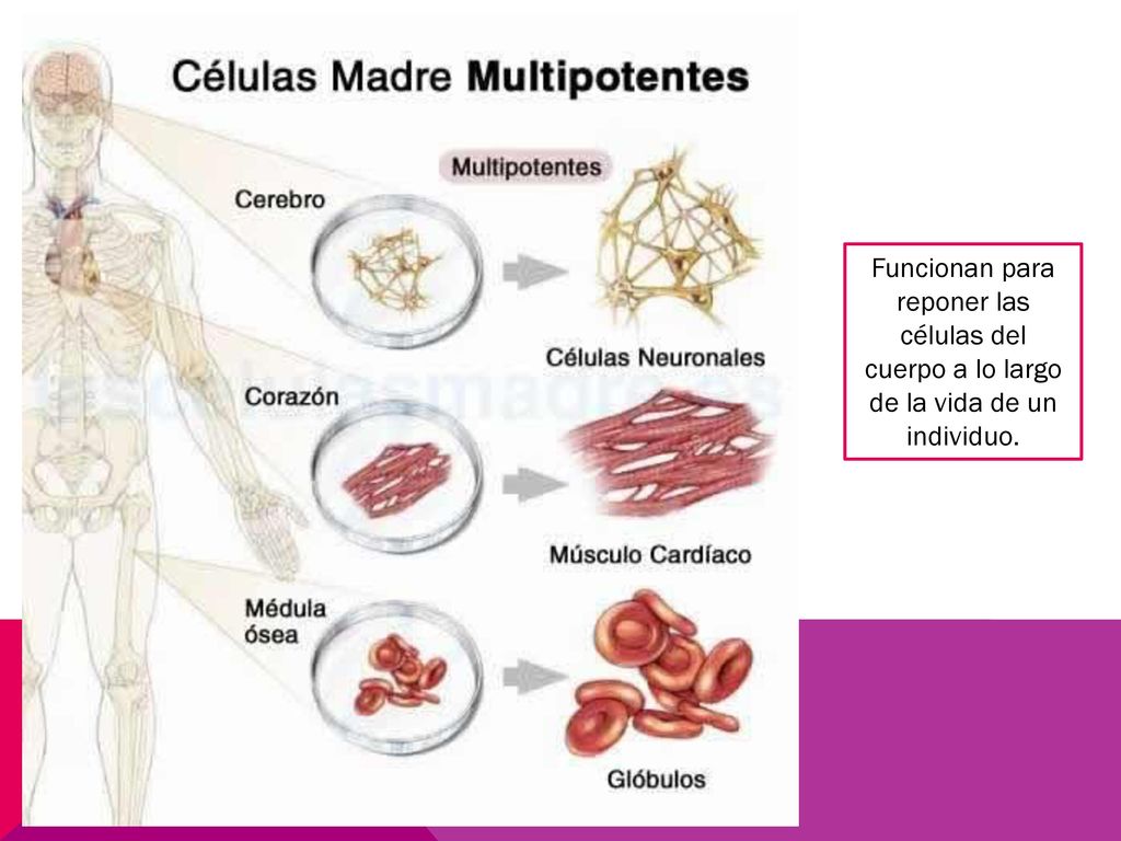 Funcionan para reponer las células del cuerpo a lo largo de la vida de un individuo.