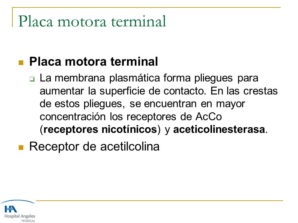 Placa motora terminal Placa motora terminal Receptor de acetilcolina