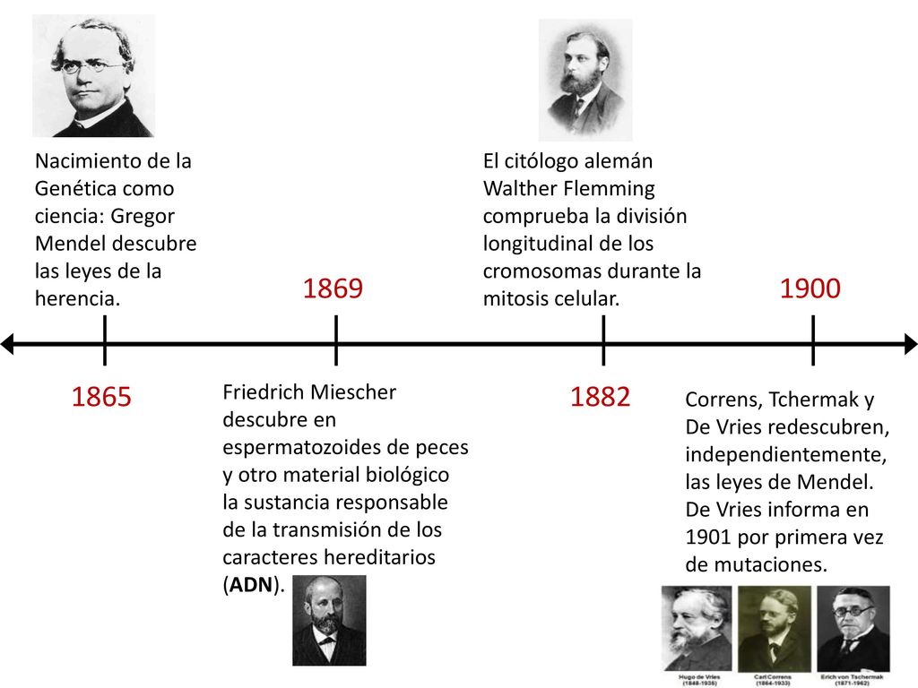 Nacimiento de la Genética como ciencia: Gregor Mendel descubre las leyes de la herencia.