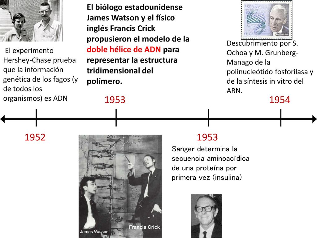 El biólogo estadounidense James Watson y el físico inglés Francis Crick propusieron el modelo de la doble hélice de ADN para representar la estructura tridimensional del polímero.