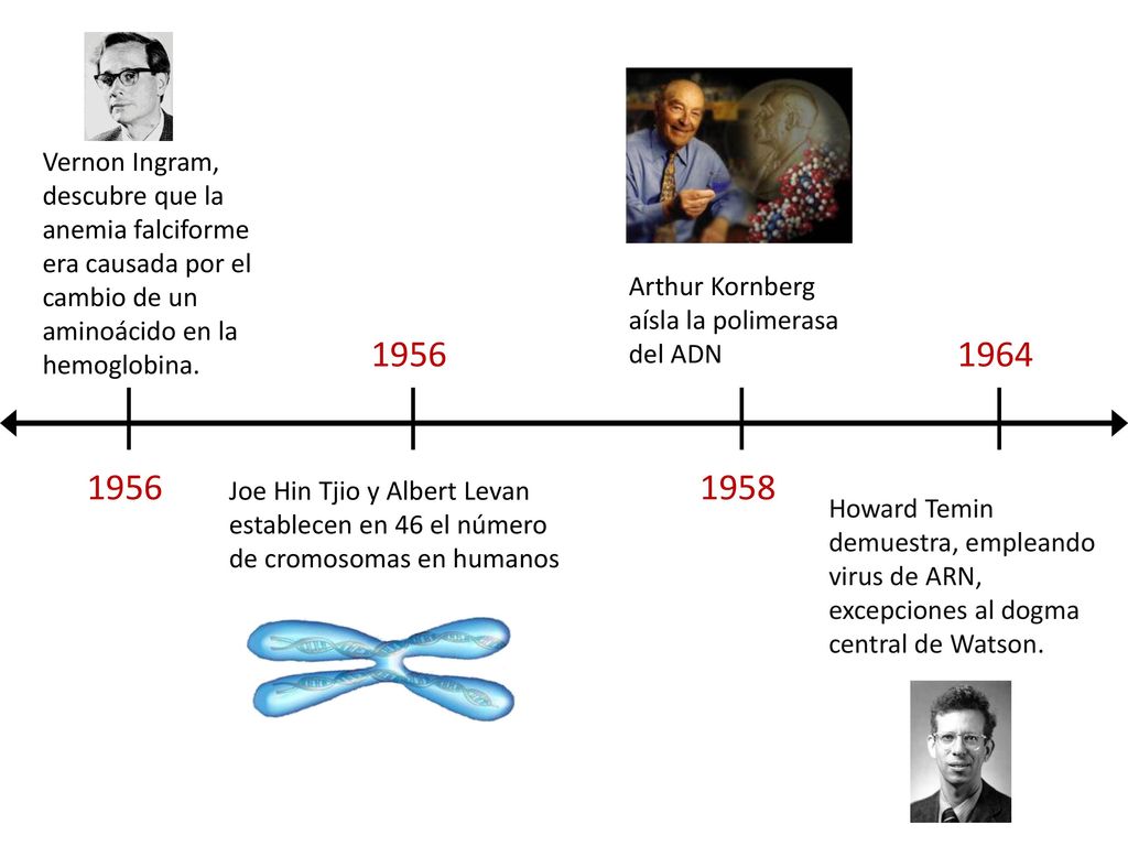 Vernon Ingram, descubre que la anemia falciforme era causada por el cambio de un aminoácido en la hemoglobina.