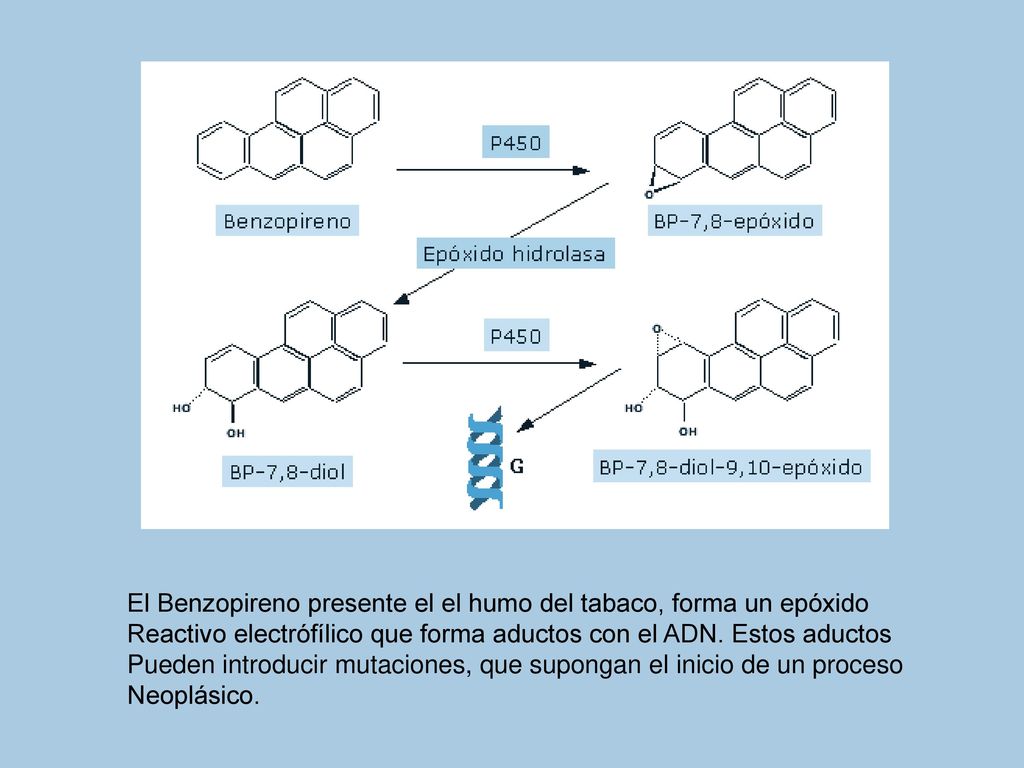 El Benzopireno presente el el humo del tabaco, forma un epóxido