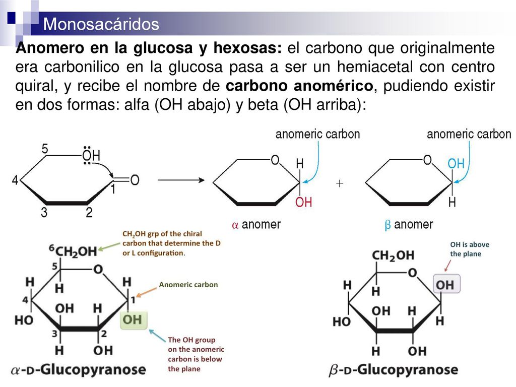 Anomero en la glucosa y hexosas: el carbono que originalmente era carbonilico en la glucosa pasa a ser un hemiacetal con centro quiral, y recibe el nombre de carbono anomérico, pudiendo existir en dos formas: alfa (OH abajo) y beta (OH arriba):