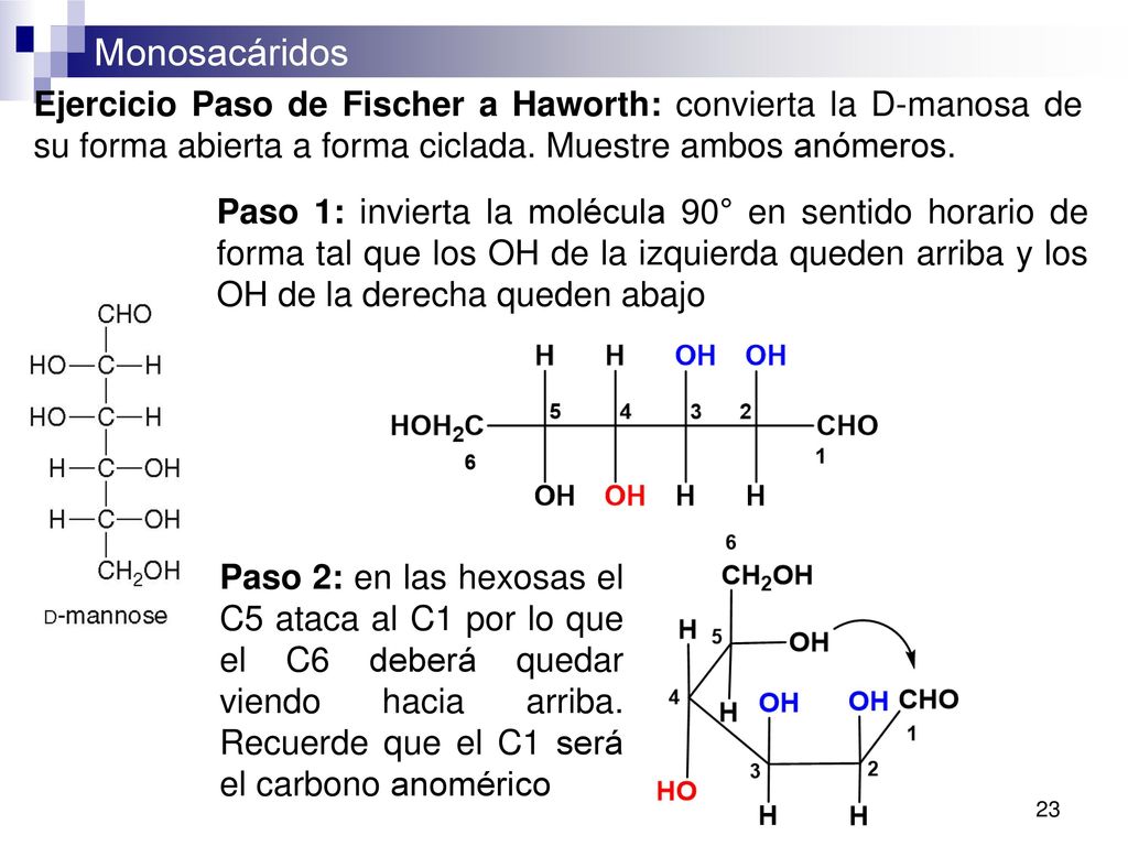 Ejercicio Paso de Fischer a Haworth: convierta la D-manosa de su forma abierta a forma ciclada. Muestre ambos anómeros.