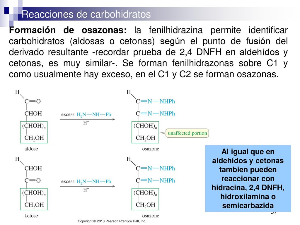 Formación de osazonas: la fenilhidrazina permite identificar carbohidratos (aldosas o cetonas) según el punto de fusión del derivado resultante -recordar prueba de 2,4 DNFH en aldehídos y cetonas, es muy similar-. Se forman fenilhidrazonas sobre C1 y como usualmente hay exceso, en el C1 y C2 se forman osazonas.