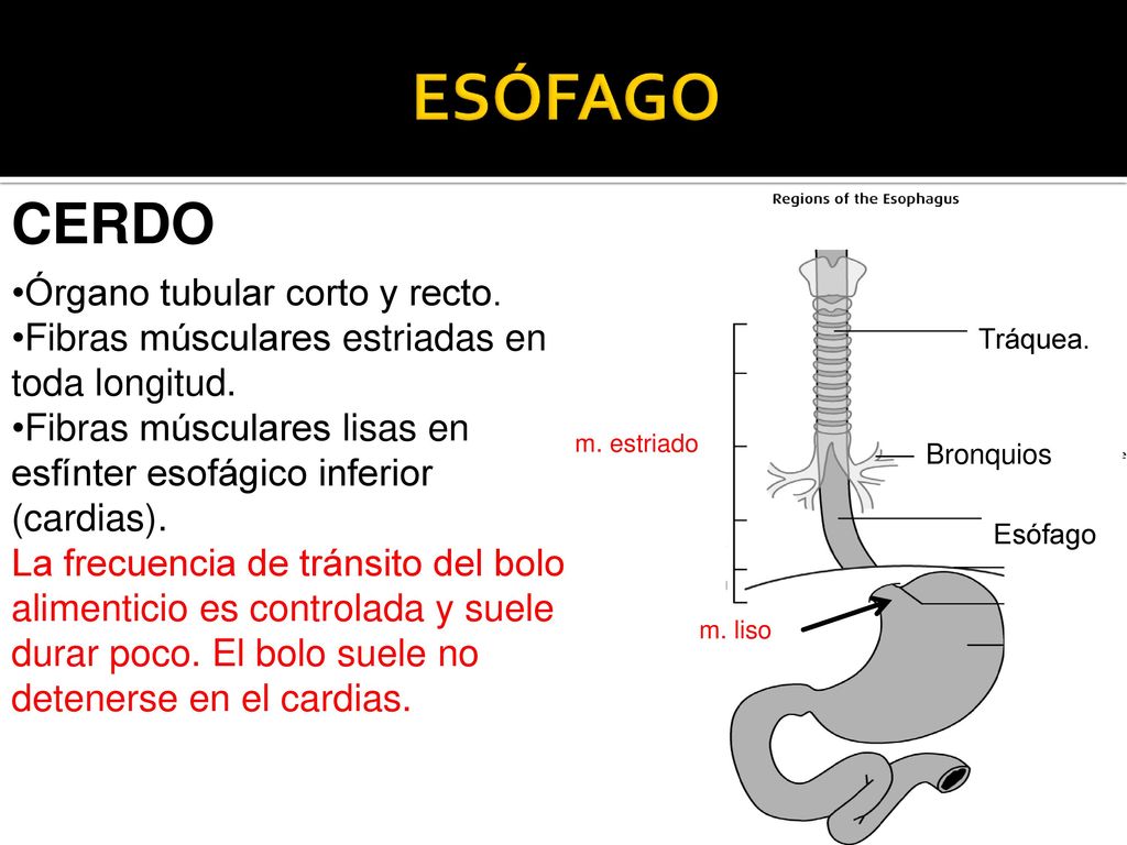 ESÓFAGO CERDO Órgano tubular corto y recto.