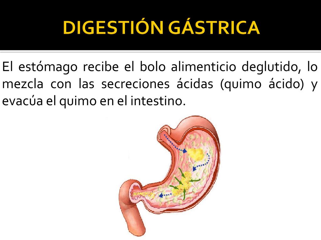 pic Imagenes De La Digestion Gastrica teorico digestivo de monogastricos