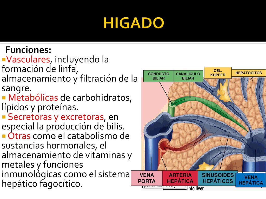 HIGADO Funciones: Vasculares, incluyendo la formación de linfa, almacenamiento y filtración de la sangre.