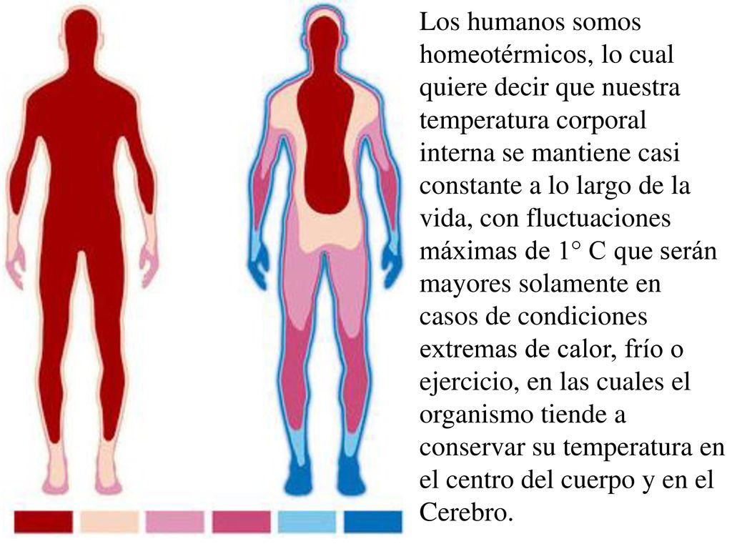 Los humanos somos homeotérmicos, lo cual quiere decir que nuestra temperatura corporal interna se mantiene casi constante a lo largo de la vida, con fluctuaciones máximas de 1° C que serán mayores solamente en casos de condiciones extremas de calor, frío o ejercicio, en las cuales el organismo tiende a conservar su temperatura en el centro del cuerpo y en el Cerebro.