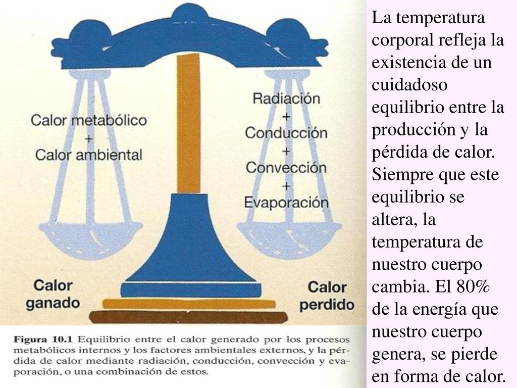La temperatura corporal refleja la existencia de un cuidadoso equilibrio entre la producción y la pérdida de calor.